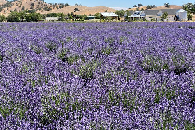Half-day Wine and Olive Oil Tasting and Lavender Farm Tour - Exploring California’s Hidden Corners