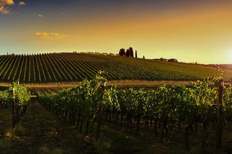 Half-Day Wine Tour in Andalusia in small group - Final Thoughts