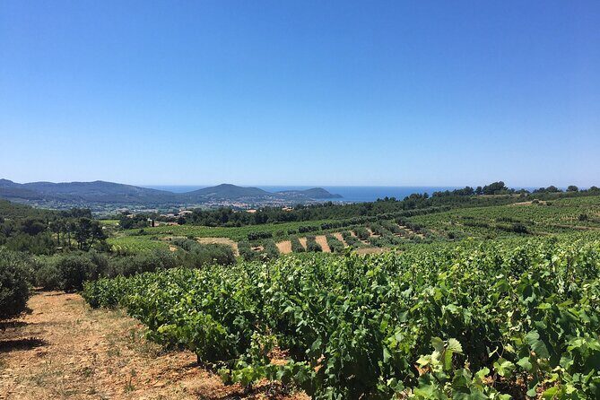 Half day Wine Tour in Bandol & Cassis from Aix en Provence - Who Will Love This Tour?