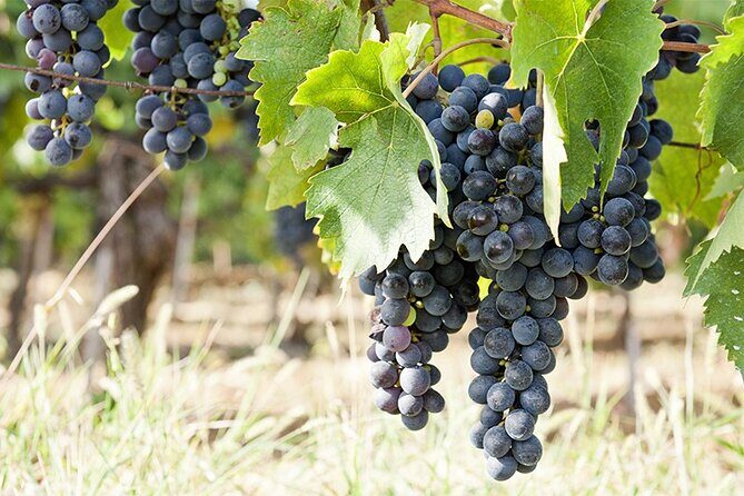 Half Guided e-bike tour with lunch break - Key Points