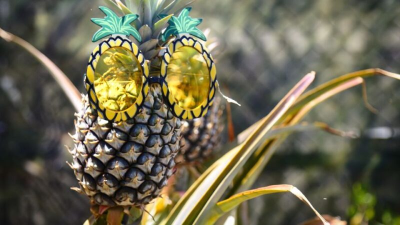 Hali'imaile: Pineapple Farm Tour - Who Should Consider This Tour?