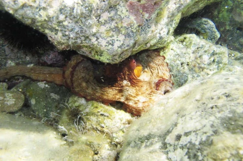 Halkidiki-Kassandra: Scuba Diving for Beginners - FAQs