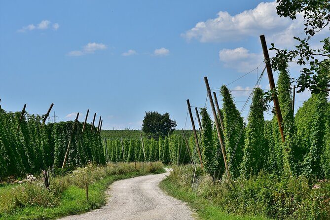 Hallertau experience with hop harvest, lunch and hop museum - An In-Depth Look at the Hallertau Tour