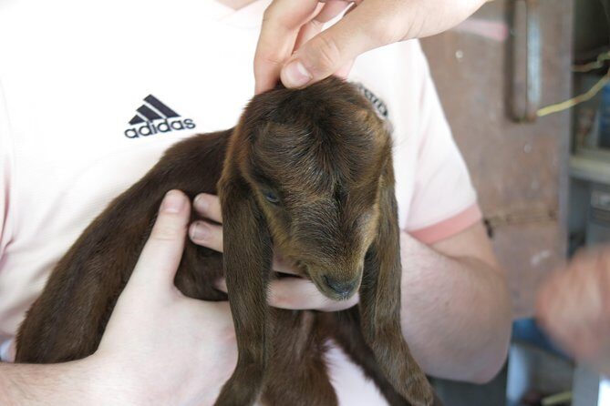 Halloumi Heaven: Cheese-Making Class & Troodos Mountain Villages 8h - The Itinerary and What to Expect