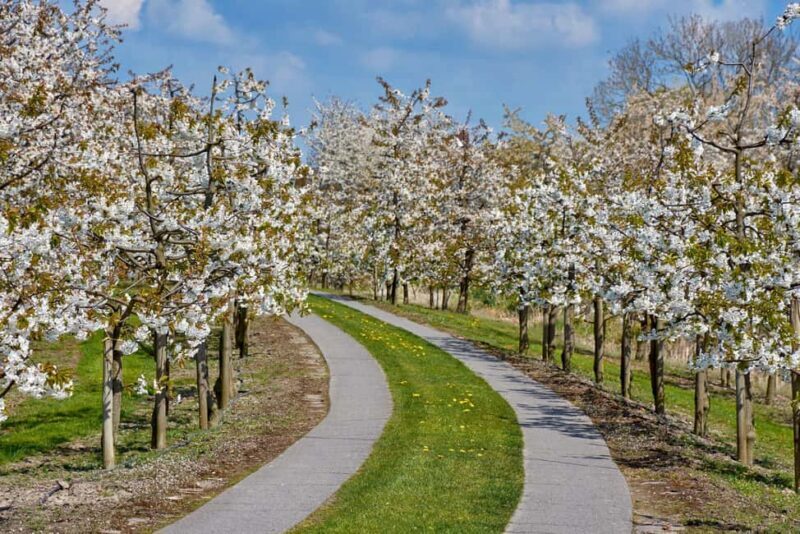 Hamburg: Altes Land Private Nature and Agriculture Tour - Exploring the Region: What to Expect from the Tour