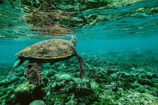 Hanauma Bay Snorkel - The Snorkeling Experience
