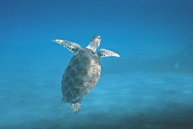 Hanauma Bay Snorkel - Who Should Consider This Tour?