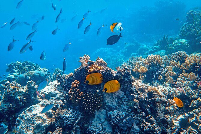 Hanauma Bay Snorkel - Final Thoughts: Is It Worth It?