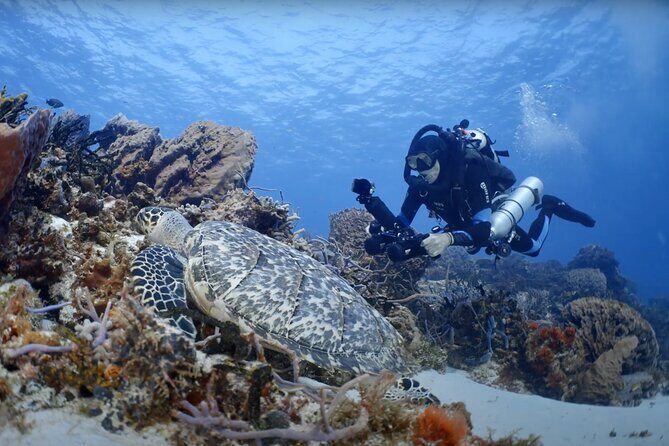 Hanauma Bay Snorkeling Reservation+Equipment Rental - Who Should Book This Experience?