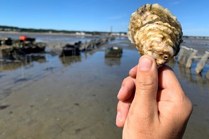 Hands-On Oyster Farm Experience in Plymouth - Authentic Experiences and What Travelers Say