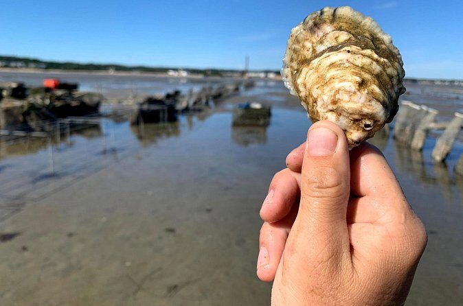 Hands-On Oyster Farm Experience in Plymouth - The Sum Up: Who Should Consider This Tour?