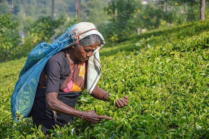 Handunugoda, Galle and Kosgoda from Kalutara - Frequently Asked Questions
