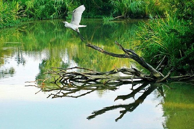 Hanghzhou Xixi Wetland Half Day Tour with Boat Ride - An In-Depth Look at the Xixi Wetland Tour