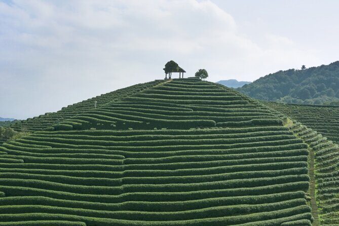 Hangzhou Jiuxi and Tea Village Hiking Trip from Shanghai By Train - FAQ