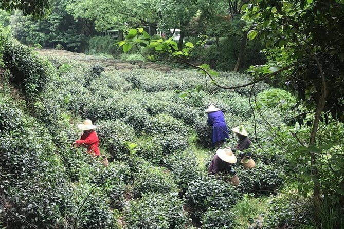 Hangzhou Private 2-Day Tour from Shanghai with Lingyin Temple - Final Thoughts: Is This Tour Worth It?