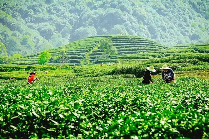 Hangzhou Private Customized Day Tour from Wuxi by Bullet Train - Key Points