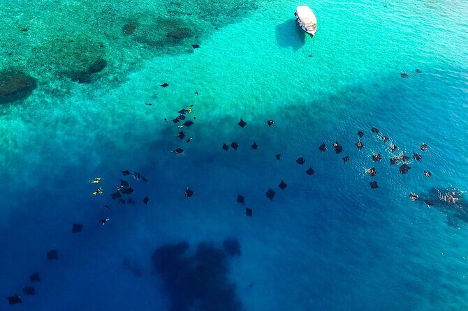 Hanifaru Bay Snorkeling with Whale sharks & Mana Rays - An Honest Look at Hanifaru Bay Snorkeling Tour