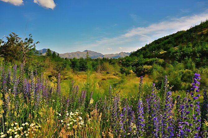 Hanmer Springs Pool Day Tour From Christchurch - Who Should Consider This Tour?