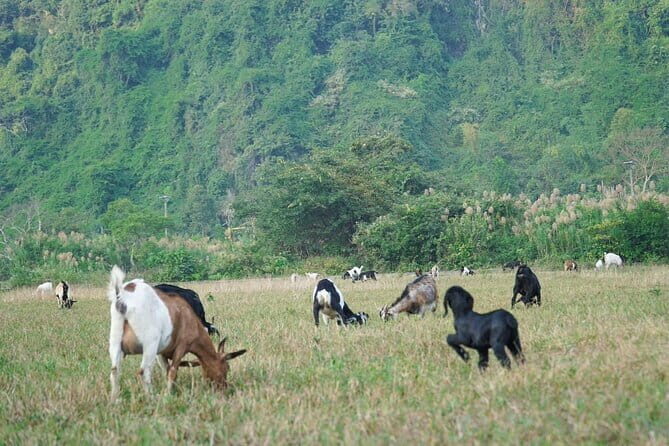 Hanoi-Cat Ba Isand 2-Day Trip with Trekking, Night Kayak,Transfer - Final Thoughts: Who Will Love This Tour?