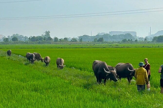 Hanoi to Ninh Binh: 1-Day Motorbike Adventure to Hidden Gems - FAQ
