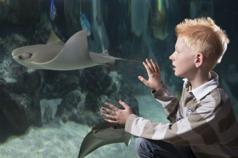 Hanover: SEA LIFE Entry Ticket - Who Will Love SEA LIFE Hannover?