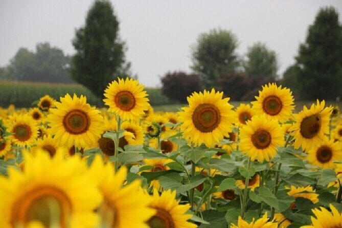 Happy Farm Fun Day Tour from NY | Kids 50% Off - Practical Details and Considerations