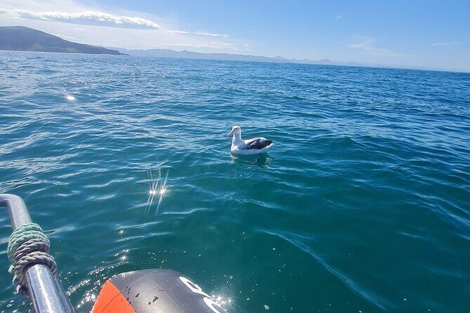 Harbour, Albatross and Wildlife Cruise on Otago Harbour - Practical Tips for Travelers