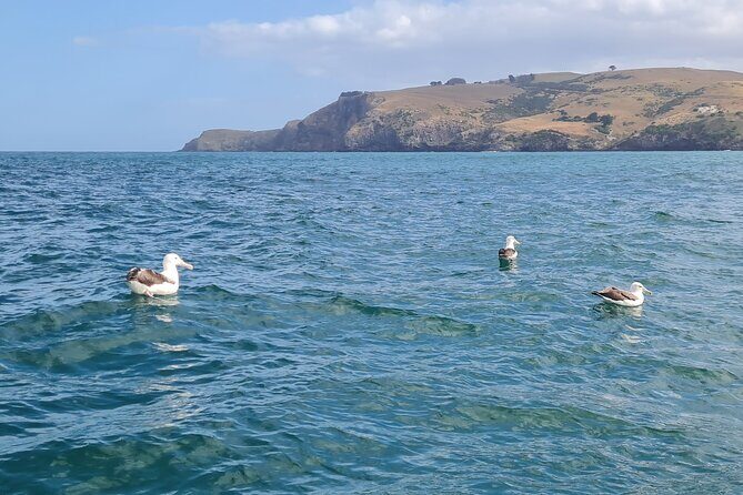 Harbour, Albatross and Wildlife Cruise on Otago Harbour - Who Should Consider This Tour?