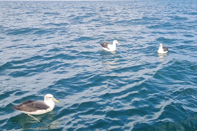 Harbour, Albatross and Wildlife Cruise on Otago Harbour - FAQ