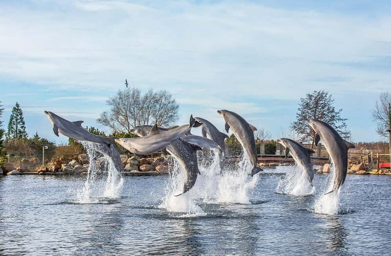 Harderwijk: Dolfinarium Entry Ticket - Key Points