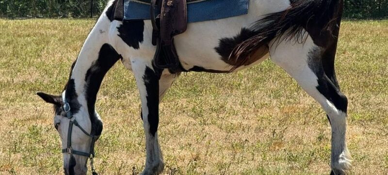 Harmony Horse Riding of Miami - What to Expect during Your Ride