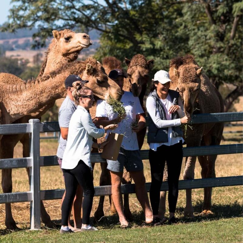 Harrisville: Summer Land Camel Farm Tour with Tasting - Key Points