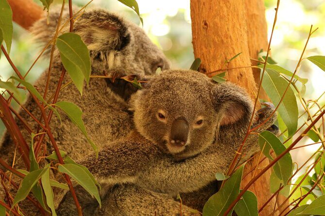 Hartley Crocodile Park with Kuranda, Skyrail Cableway and Train - Hartley Crocodile Adventures: Crocodiles, Koalas, and More