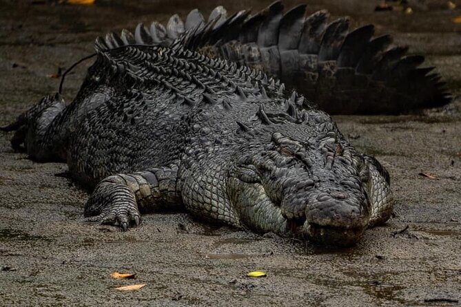 Hartleys Crocodile Adventures Plus Return Port Douglas Transfers - Introduction