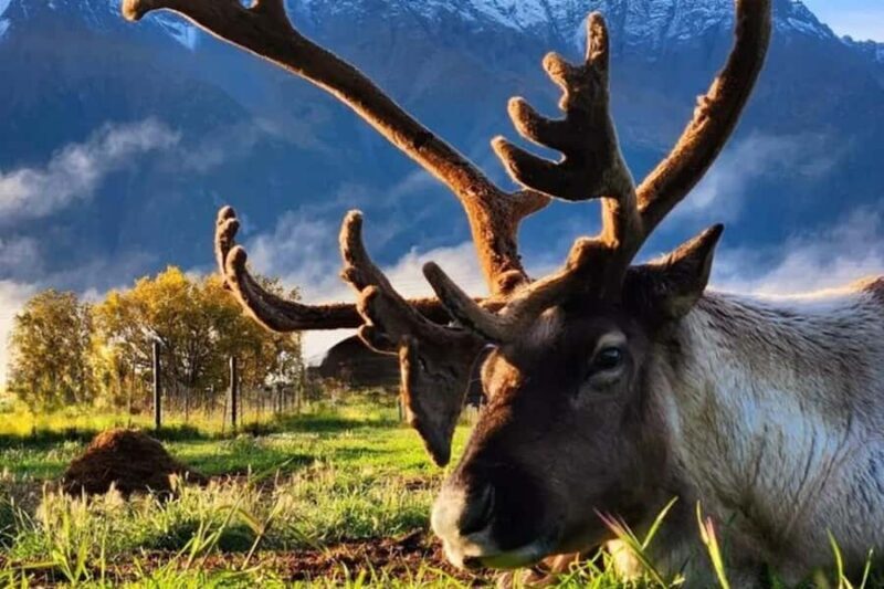 Hatcher Pass & Reindeer Adventure Tour Anchorage Pickup - Key Points