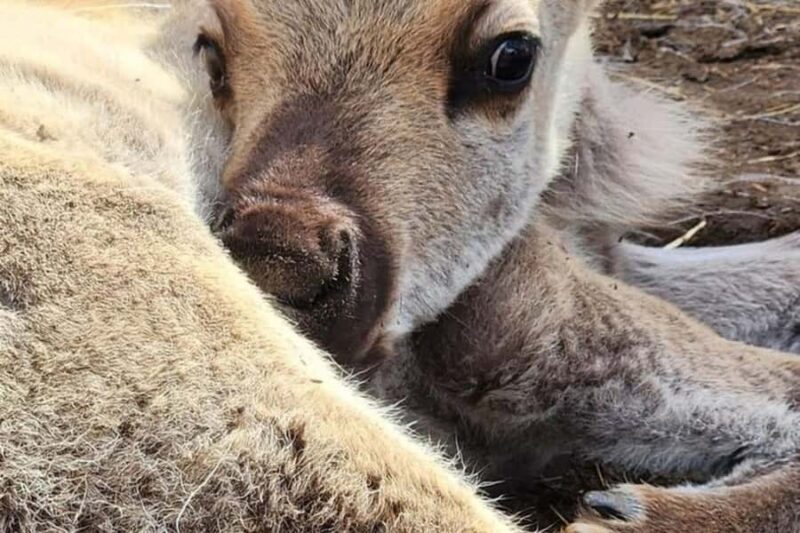 Hatcher Pass & Reindeer Adventure Tour Anchorage Pickup - Who Will Love This Tour?