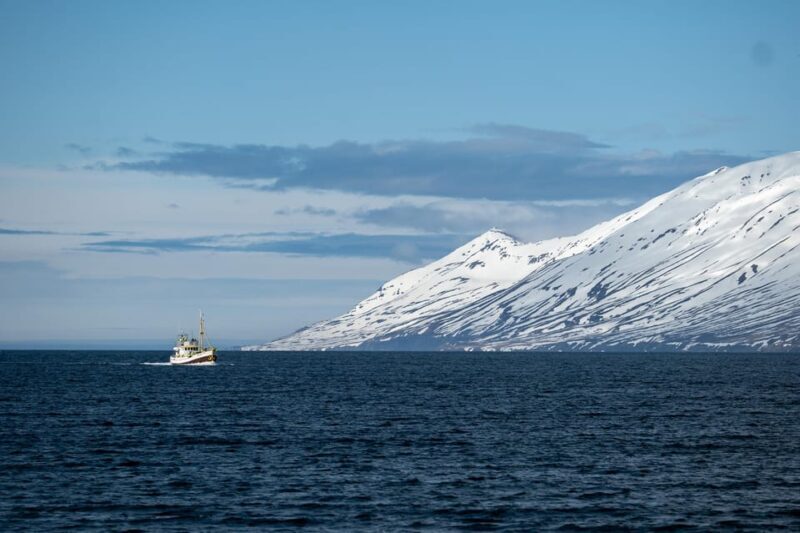 Hauganes: Whale Watching North Iceland - An In-Depth Look at the Whale Watching Experience