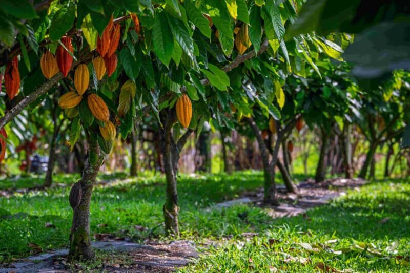 Hawaii: 10 Bar Chocolate Tasting & History of Chocolate - Tasting Hawaii’s Finest Craft Chocolates