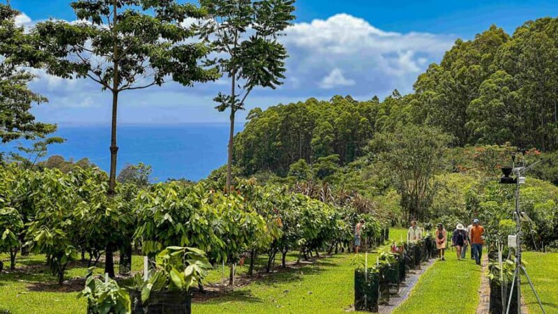 Hawaii: 10 Bar Chocolate Tasting & History of Chocolate - Fresh Fruits and Cacao Nectar