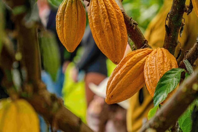 Hawaii: 10 Bar Chocolate Tasting & History of Chocolate - What Reviewers Say