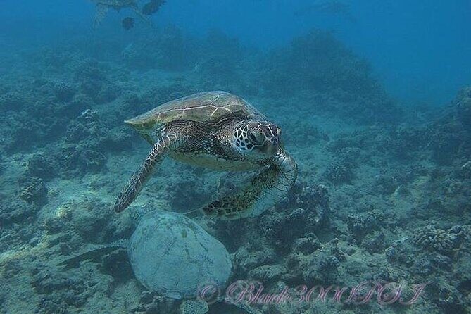 Hawaii DISCOVER Beginner + Certified 2 Tank Shallow Scuba Diving - Introduction: What Makes This Tour Stand Out