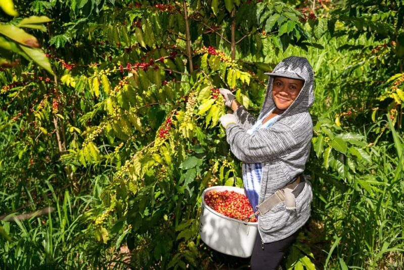 Hawaii: Hala Tree Coffee Farm Tour and Tasting - An Authentic Coffee Experience in Hawaii