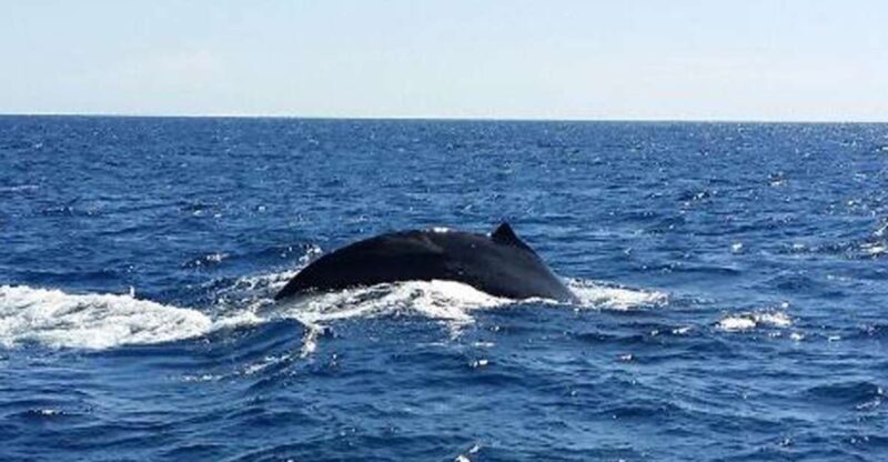 Hawaii: Waikoloa Whale Watch - The Experience in Detail