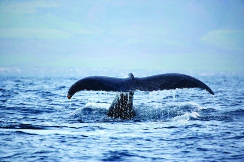 Hawaii: Waikoloa Whale Watch - The Sum Up: Is It Worth It?