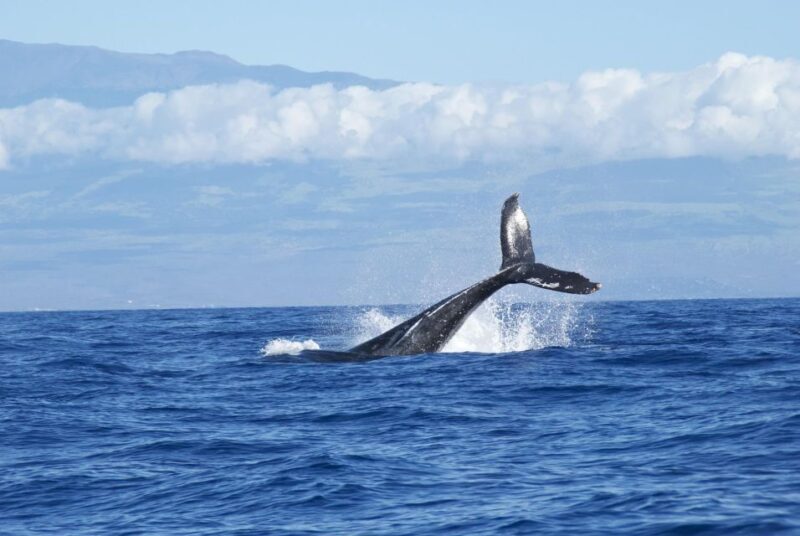 Hawaii: Waikoloa Whale Watch - FAQ