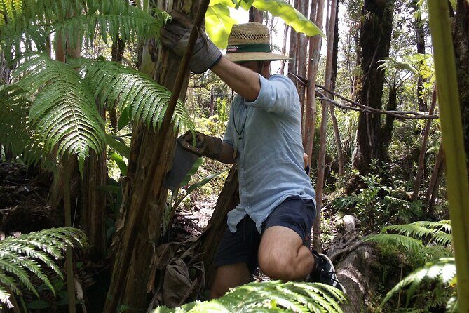 Hawaiian Rainforest Banana Cultivation Experience - Introduction