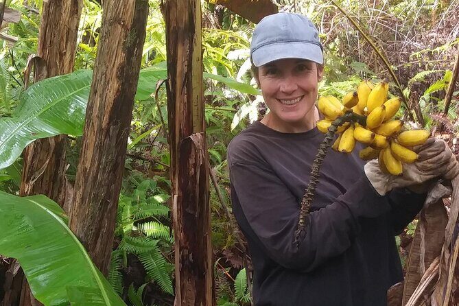 Hawaiian Rainforest Banana Cultivation Experience - Key Points