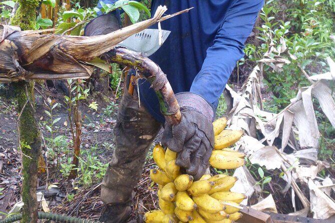 Hawaiian Rainforest Banana Cultivation Experience - Value for Money