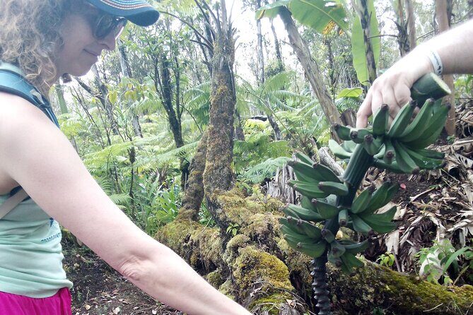 Hawaiian Rainforest Banana Cultivation Experience - FAQs