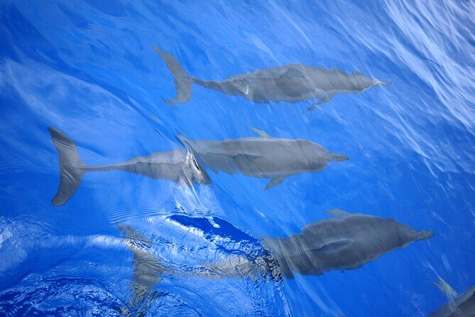 Hawaiian Sail and Snorkel in Kailua-Kona, Hawaii - Coastal Cruising and Snorkel Location Selection